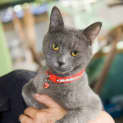 Photo of Peppin