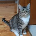 Photo of Terrence The Handsome Best Friend Cat