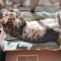 Photo of Terrence The Handsome Best Friend Cat