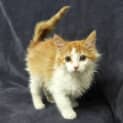 Photo of Ginger
