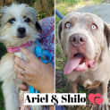 Photo of Ariel & Shilo