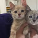 Photo of Cream