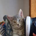 Photo of Chairman Meow