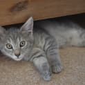 Photo of Chairman Meow