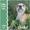 Photo of Cricket ~ Staffy X Bc (On Trial 19 4 18)