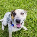 Photo of Lara ~ Cattle Dog X Foxy (On Trial 26/5/2018)