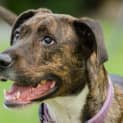 Photo of Charm ~ Great Dane X (On Trial 31/7/18)