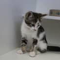 Photo of Lentil