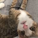 Photo of Penny