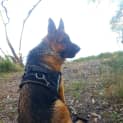 Photo of Diesel 🧡