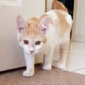Photo of Peach