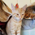 Photo of Gypsy