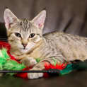 Photo of Sammy