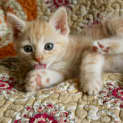 Photo of Ginger Ninja ~ Kitten (On Trial 11/5/2018)