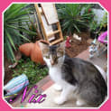 Photo of Nix