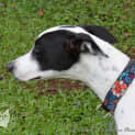 Photo of Calypso