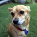 Photo of Jessie ~ Terrier X Corgi X Chi (On Trial 19/5/2018