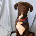Photo of Baxter