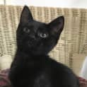 Photo of Salem