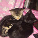 Photo of Siren