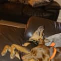 Photo of Ollie