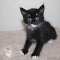 Photo of Koby