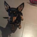 Photo of Stella
