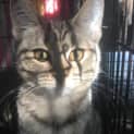 Photo of Mallory (Ca V18 138)