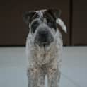 Photo of Stumpy