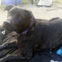 Photo of Louie Augustus Kabito (Still Looking For A Home)