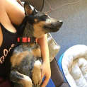 Photo of Hildy D3868 Adoption Pending