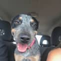 Photo of Hildy D3868 Adoption Pending