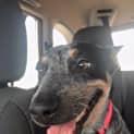 Photo of Hildy D3868 Adoption Pending
