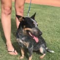 Photo of Hildy D3868 Adoption Pending