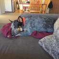 Photo of Hildy D3868 Adoption Pending