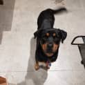 Photo of Tasha ~ Rottweiler (On Trial 3/7/2018)