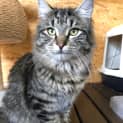 Photo of Major Meow