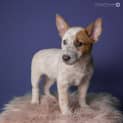 Photo of Abbie ~ Cattle Dog X (On Trial 17/6/2018)