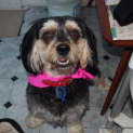 Photo of Tilly ~ Cavalier X Maltese, 5yo (On Trial 4/6/18)
