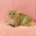 Photo of Twinkle