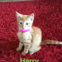 Photo of Harry