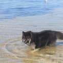 Photo of Bear