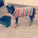 Photo of Maggie ** A Mini Rottweiler ** Eoi's Accepted