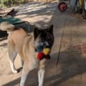 Photo of Marley I Akita I Female I 7 Years Old