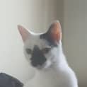 Photo of Snowdrop, The Kid Lovin' Cuddly Cat!