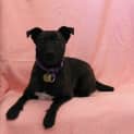 Photo of Molly