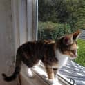 Photo of Mira
