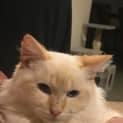 Photo of Bandit