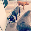 Photo of Ivy * A Loyal Loving Girl *