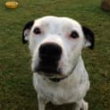 Photo of Daisy